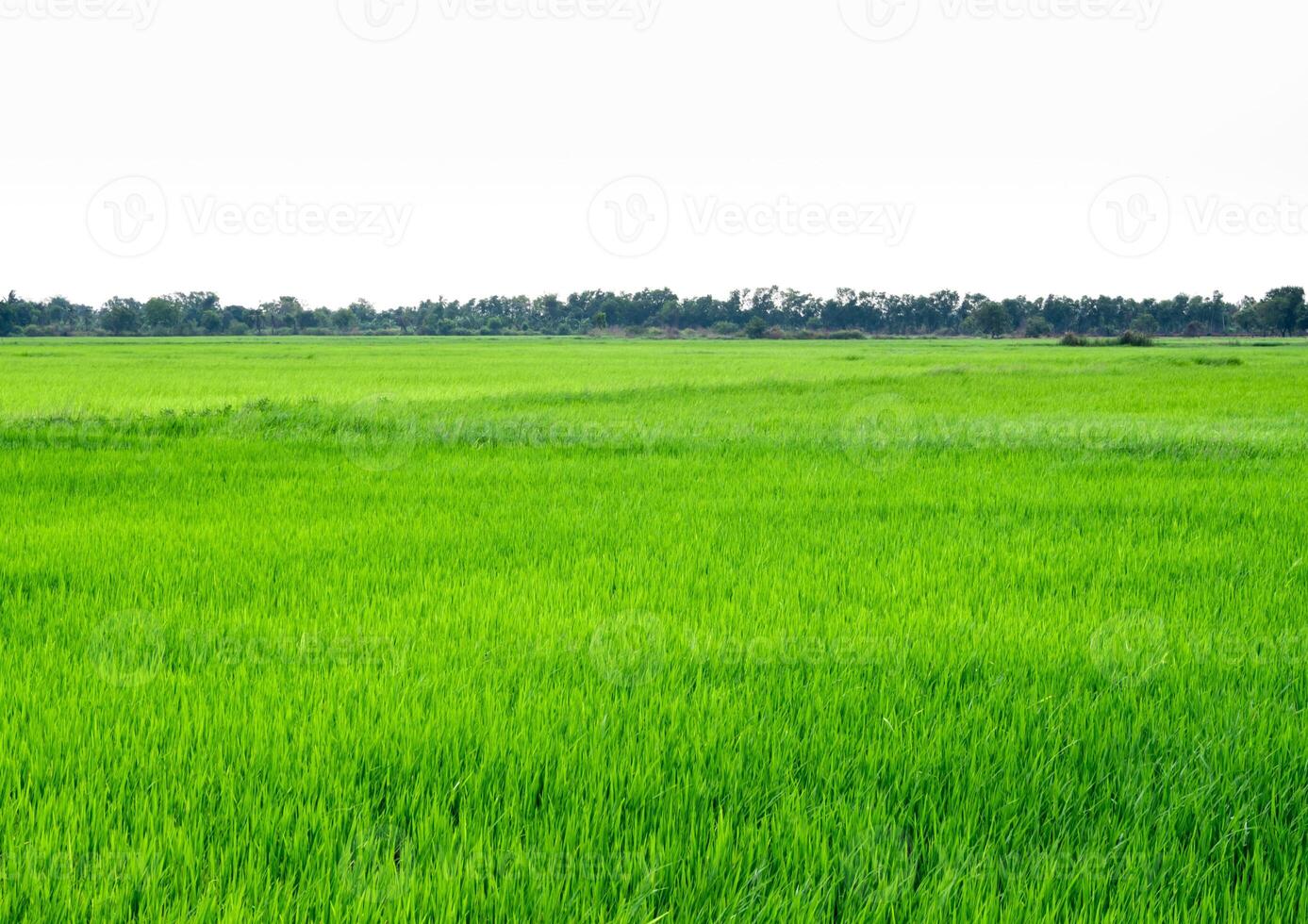 cenário de campo de arroz na tailândia, fundo verde foto