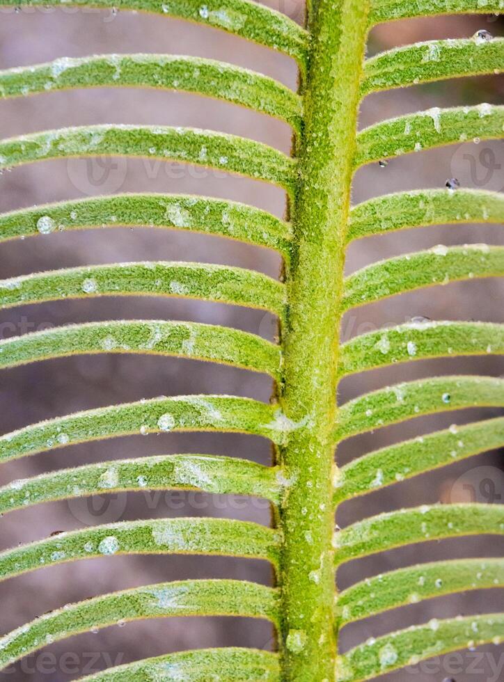 as folhas compostas pinnately da planta cycas siamensis com gota de água foto