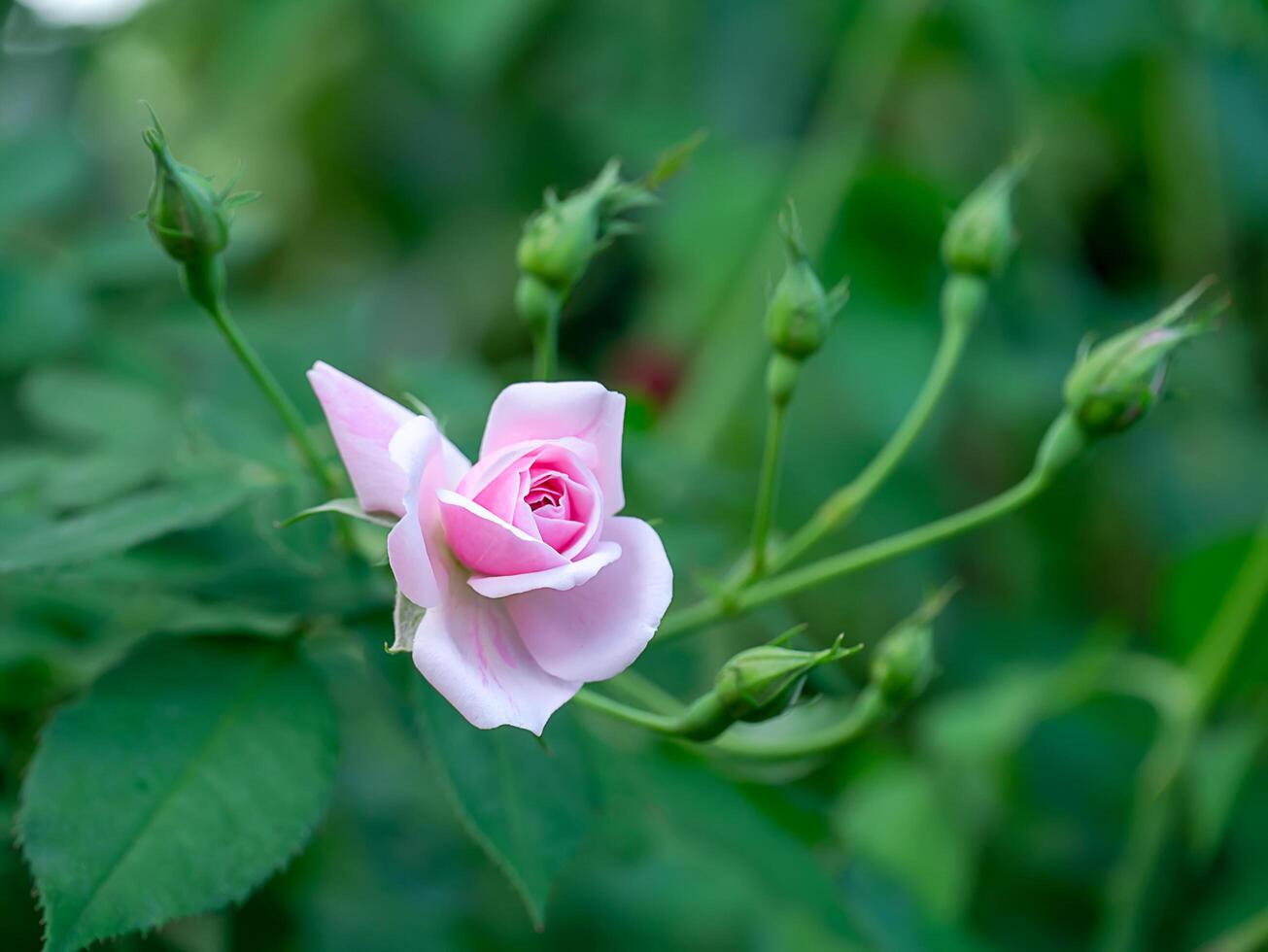 Rosa do damasco rosa flor. foto