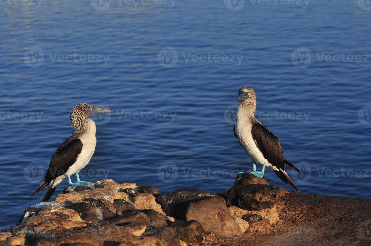 boobie de pés azuis, galápagos, equador foto