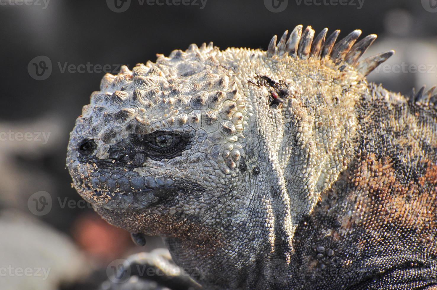 iguana marinha, galápagos, equador foto