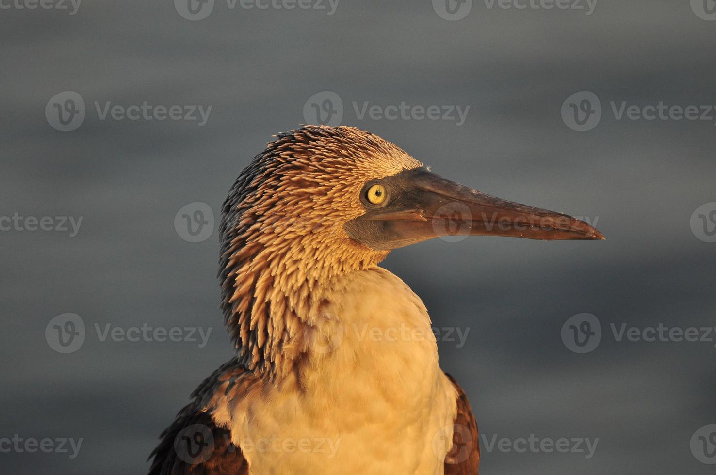 boobie de pés azuis, galápagos, equador foto