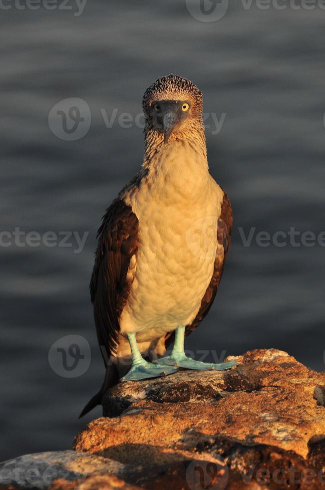 boobie de pés azuis, galápagos, equador foto