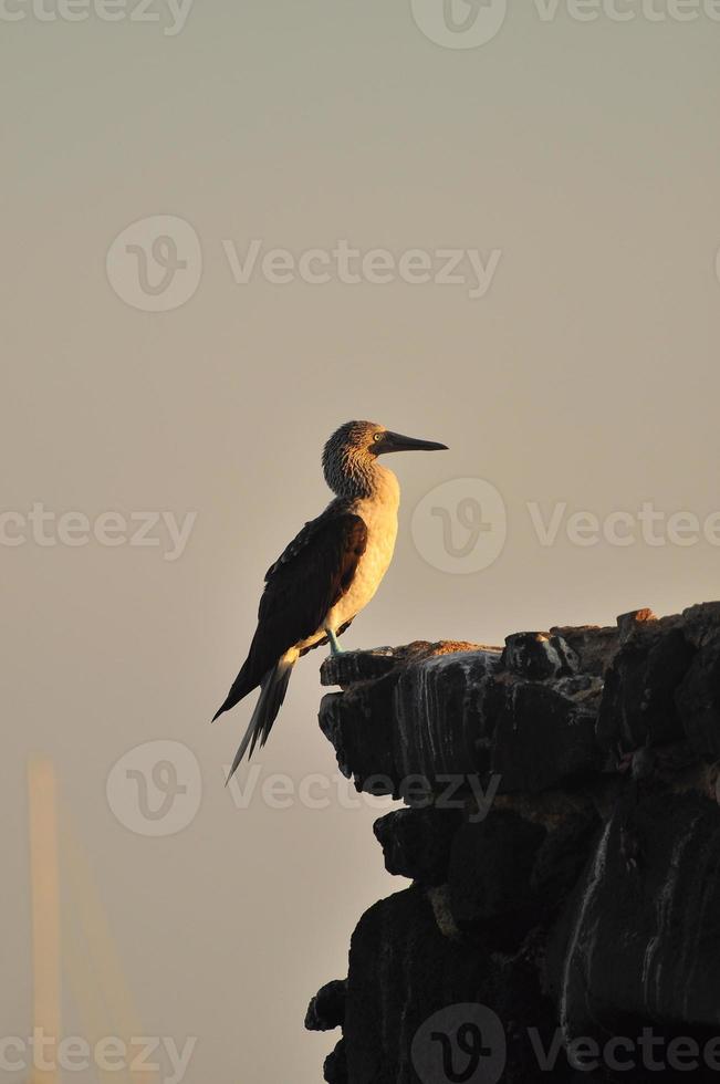 boobie de pés azuis, galápagos, equador foto