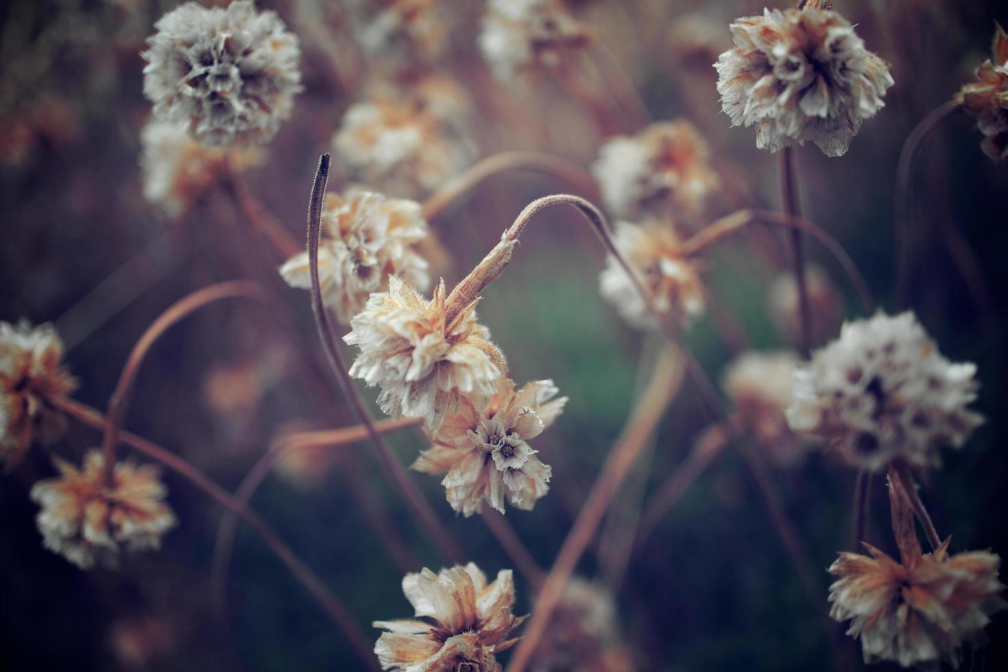 macro de flores silvestres foto