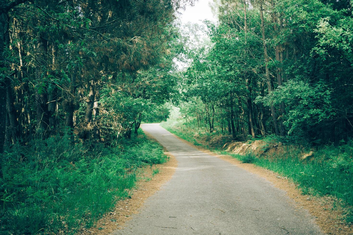 estrada para a floresta foto