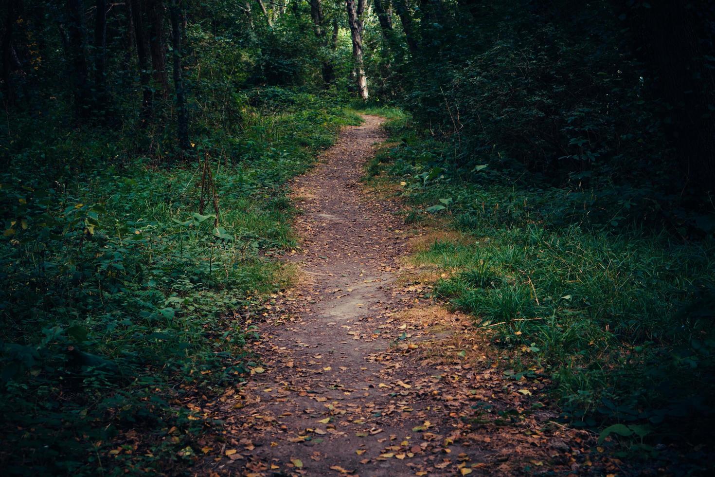 caminho para o jardim foto