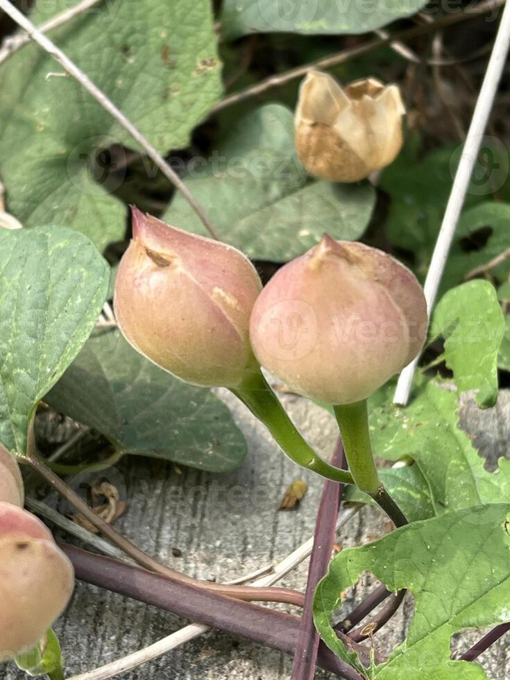 fechar-se operculina aguarrás frutas ou aniséia martinicensis, exigente compartilhar estão floração dentro natureza jardim foto