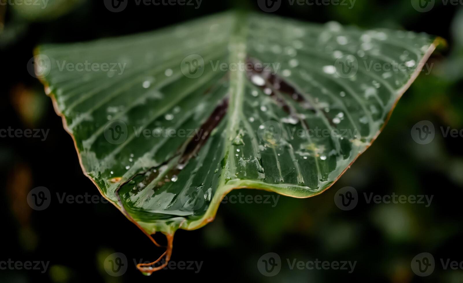 verde banana folha natureza com orvalho gotas fundo foto