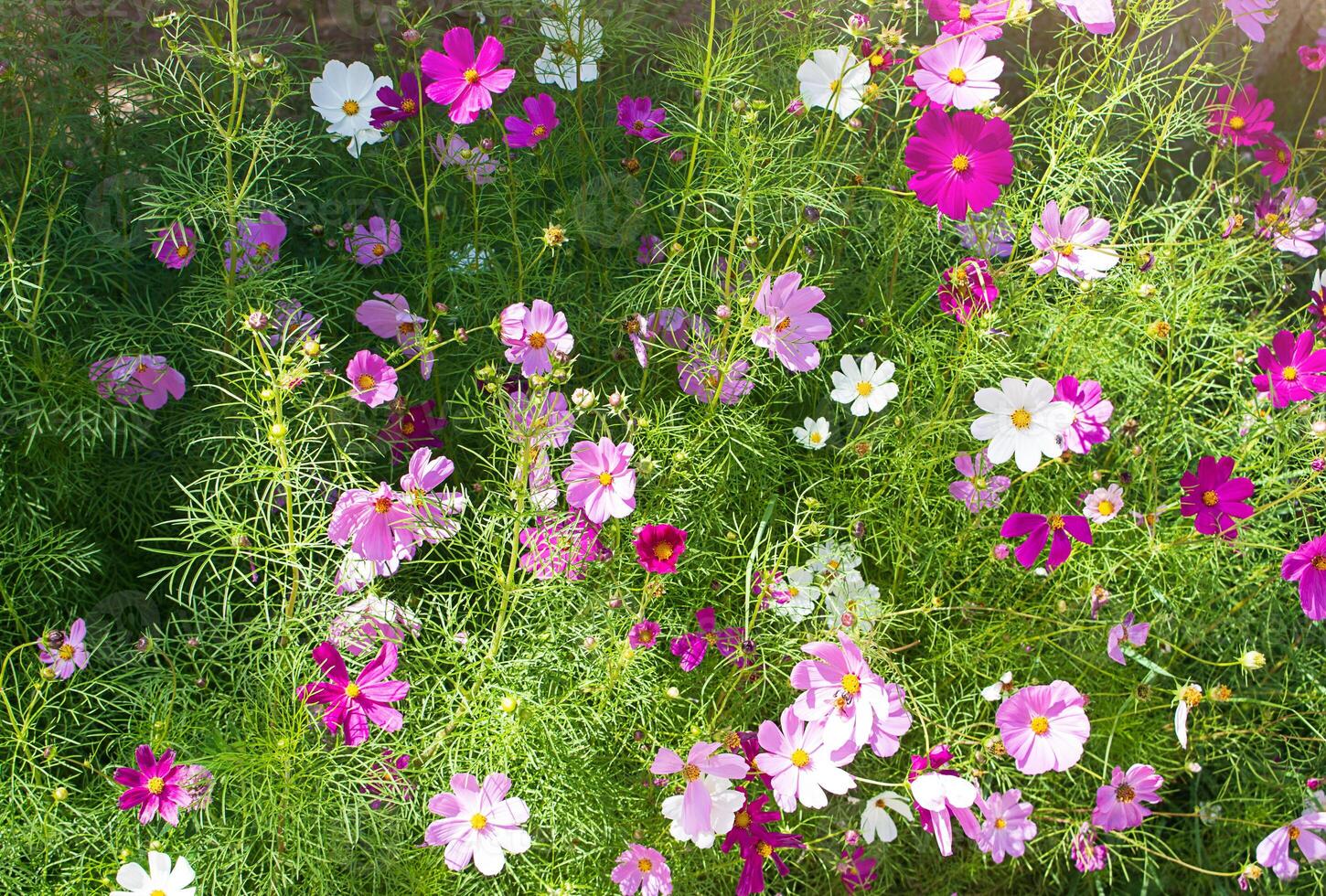 multicolorido flores do cosmos áster arbusto com caloroso luz solar dentro Primavera ou verão. jardinagem foto