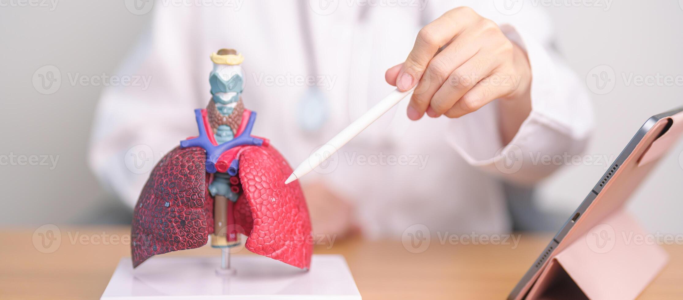 médico com fumante e normal pulmão anatomia para doença. pulmão Câncer, asma, crônica obstrutivo pulmonar ou copd, bronquite, enfisema, cístico fibrose, bronquiectasia, pneumonia e mundo pulmão dia foto