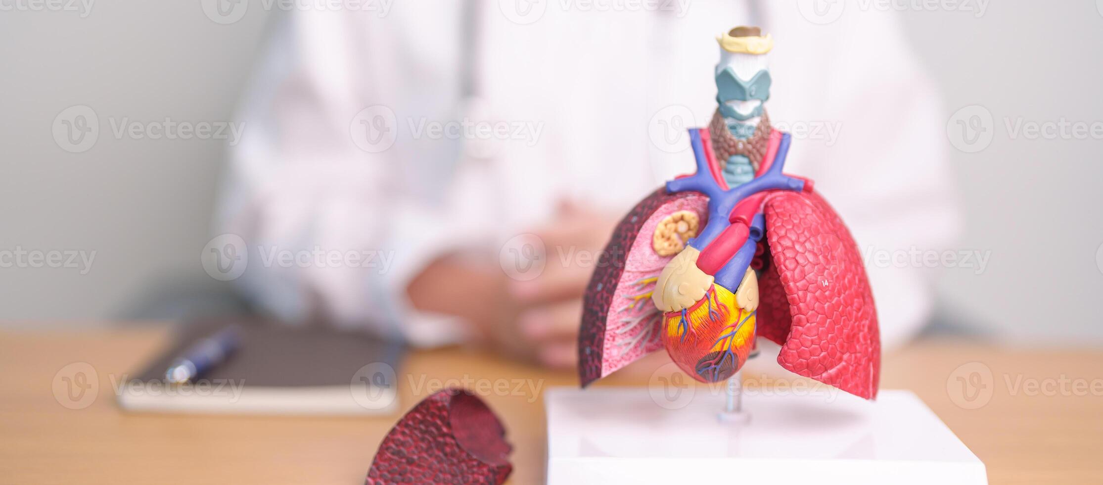 médico com coração cardiovascular e respiratório anatomia para doença. pulmão Câncer, asma, crônica obstrutivo pulmonar ou copd, bronquite, enfisema, cístico fibrose, bronquiectasia, pneumonia foto