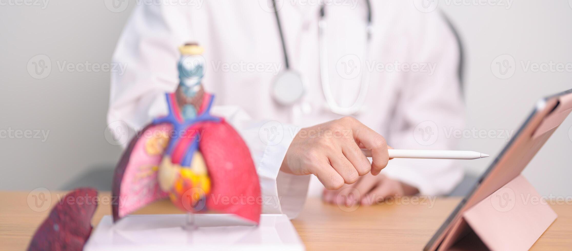 médico com coração cardiovascular e respiratório anatomia para doença. pulmão Câncer, asma, crônica obstrutivo pulmonar ou copd, bronquite, enfisema, cístico fibrose, bronquiectasia, pneumonia foto