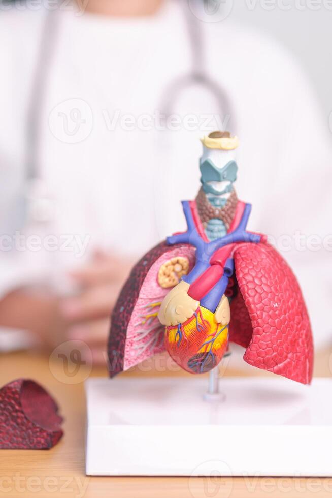 médico com coração cardiovascular e respiratório anatomia para doença. pulmão Câncer, asma, crônica obstrutivo pulmonar ou copd, bronquite, enfisema, cístico fibrose, bronquiectasia, pneumonia foto