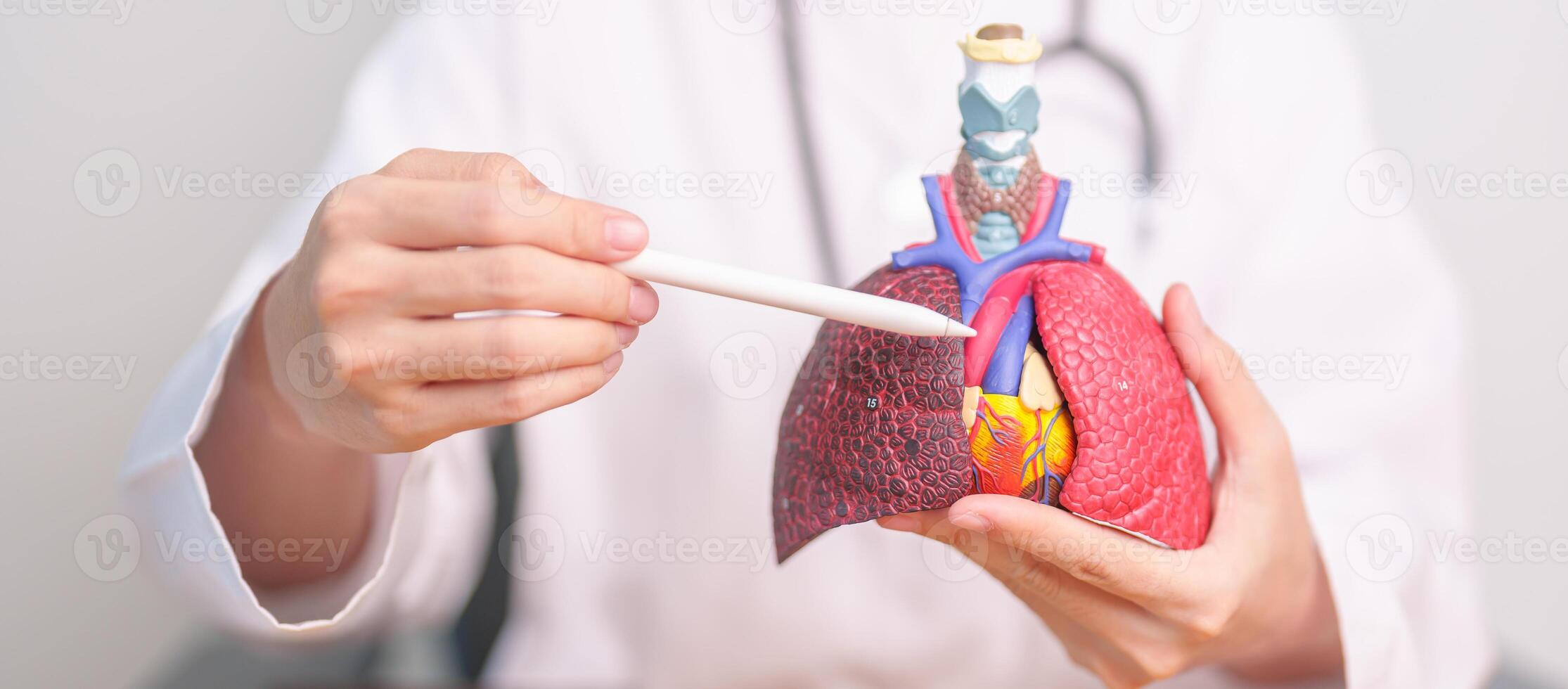 médico ponto coração cardiovascular e respiratório anatomia para doença. pulmão Câncer, asma, crônica obstrutivo pulmonar ou copd, bronquite, enfisema, cístico fibrose, bronquiectasia, pneumonia foto