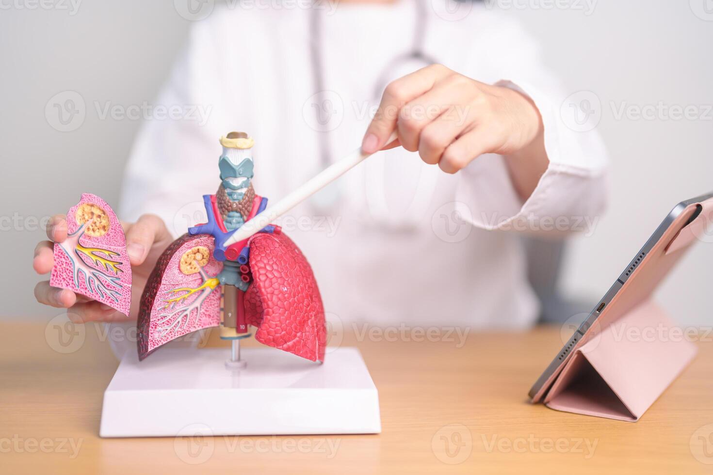 médico com fumante e normal pulmão anatomia para doença. pulmão Câncer, asma, crônica obstrutivo pulmonar ou copd, bronquite, enfisema, cístico fibrose, bronquiectasia, pneumonia e mundo pulmão dia foto