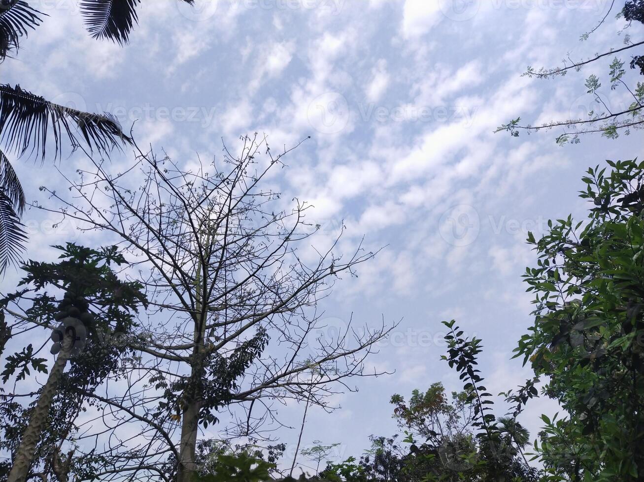 árvores com azul céu e branco nuvens para fundo. verão feriado conceito. foto