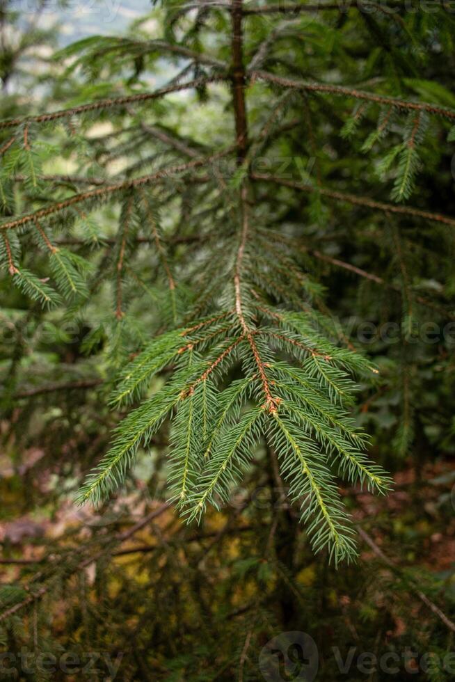 verde pinho agulhas ramo fundo. natural textura foto