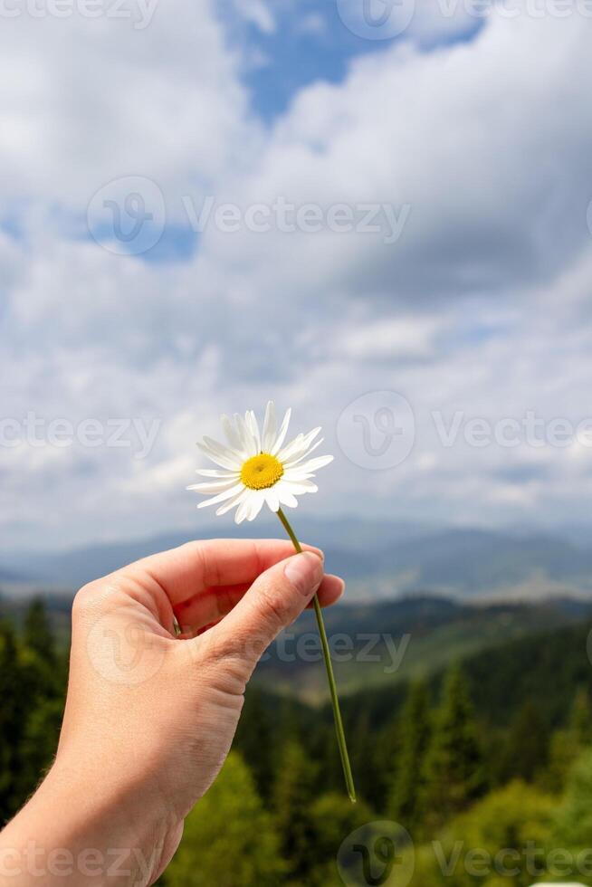 camomila flor plantar. menina segurando uma margarida dentro a montanhas foto