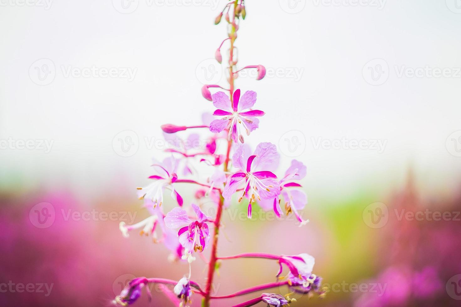 planta medicinal ivan chá ou salgueiro. foto