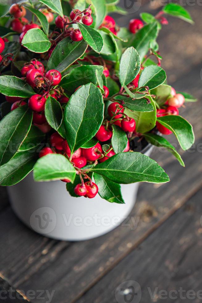 gaultheria flor planta bagas vermelhas interior foto