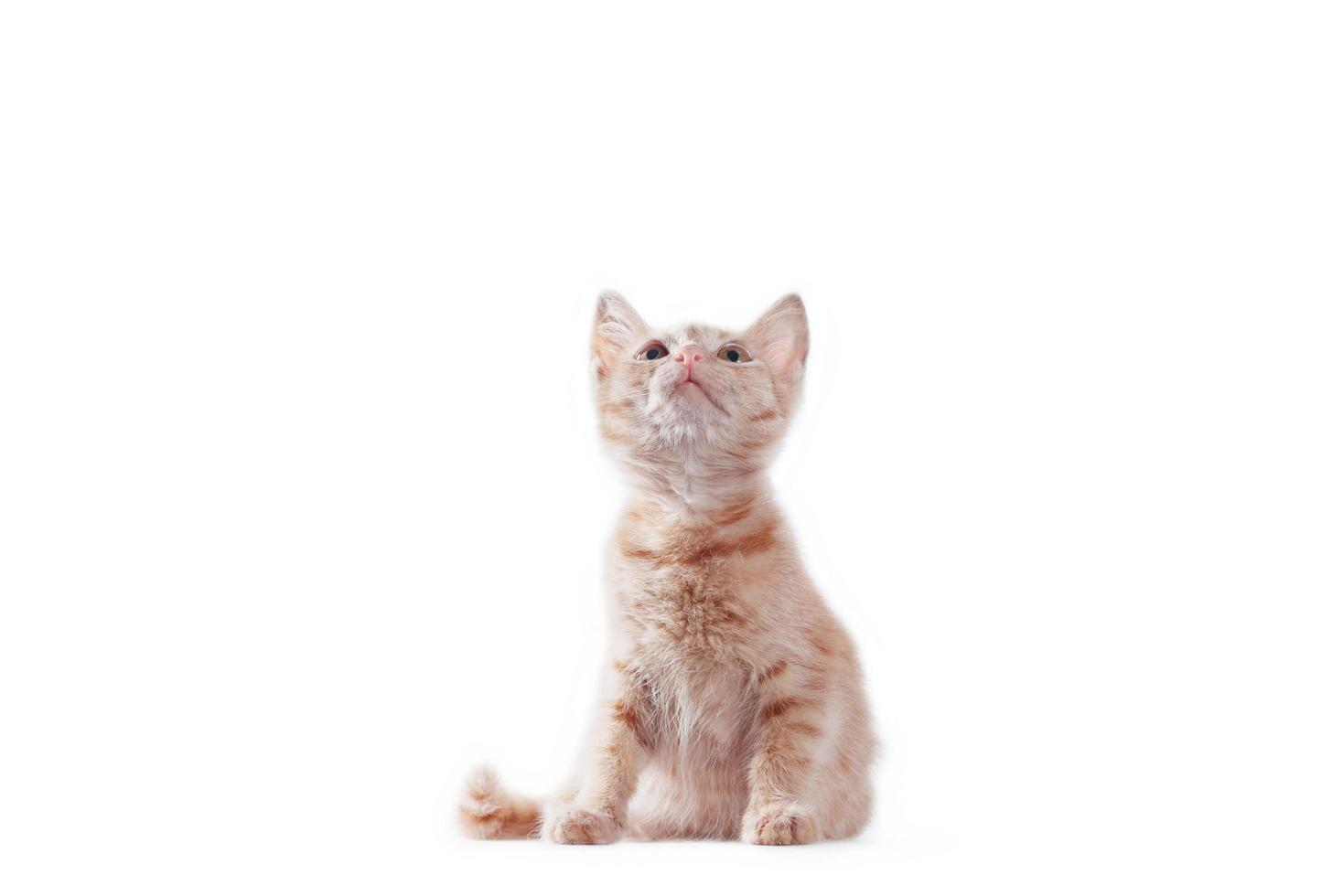 gatinho vermelho brilhante em pé e olhando para cima em um fundo branco foto