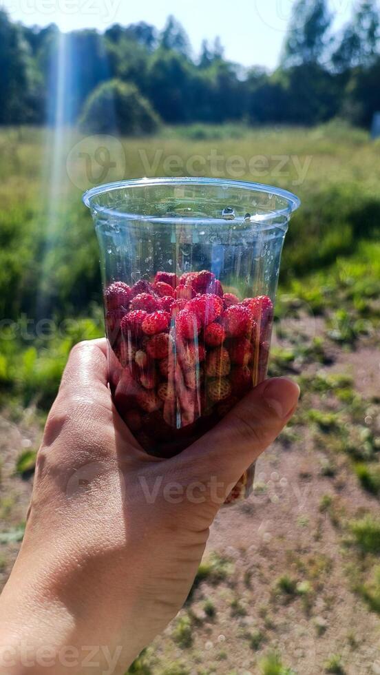 fêmea mão segurando plástico copo cheio do selvagem pequeno vermelho morangos saboroso bagas fresco frutas saudável Comida dentro frente do campo fundo floresta campo rústico natureza verão foto