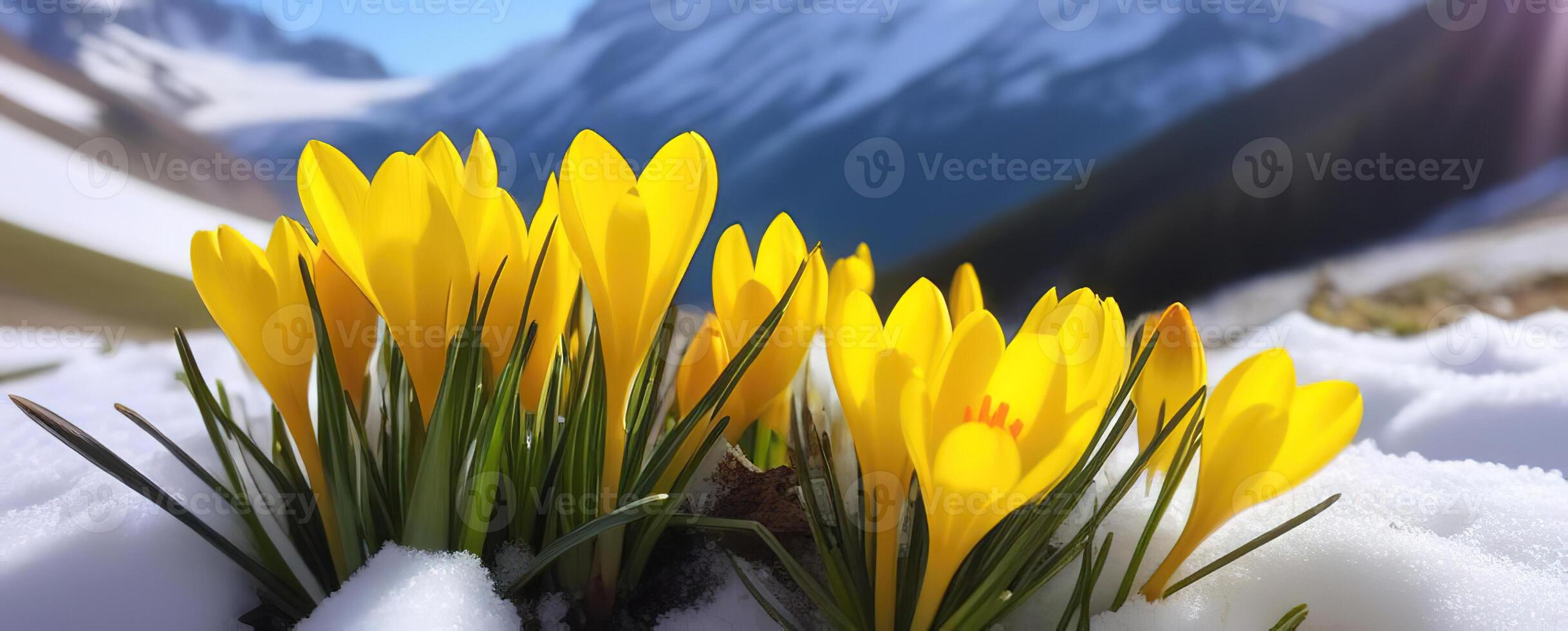 Primavera bandeira amarelo açafrão flores dentro montanhas snowdrops cedo Primavera cópia de espaço marcha abril botânica plantas fresco viagem período de férias vale foto