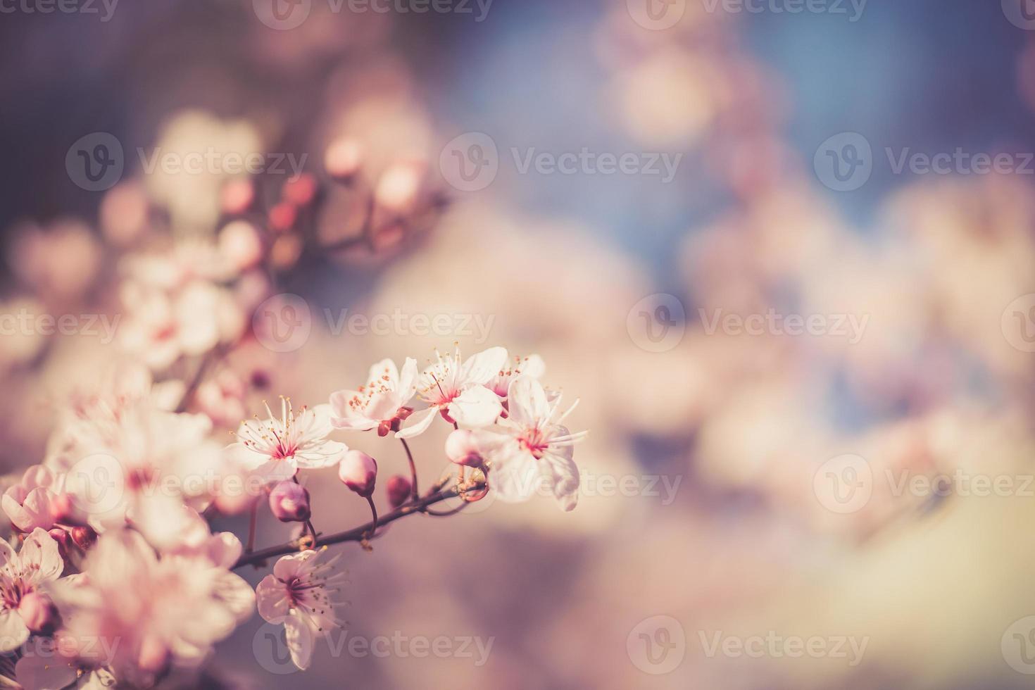 flores do festival de sakura foto