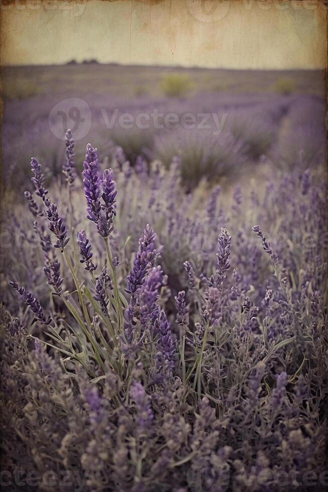 ai gerado lavanda campo, França, Provença, França, lavanda, lavanda campo foto