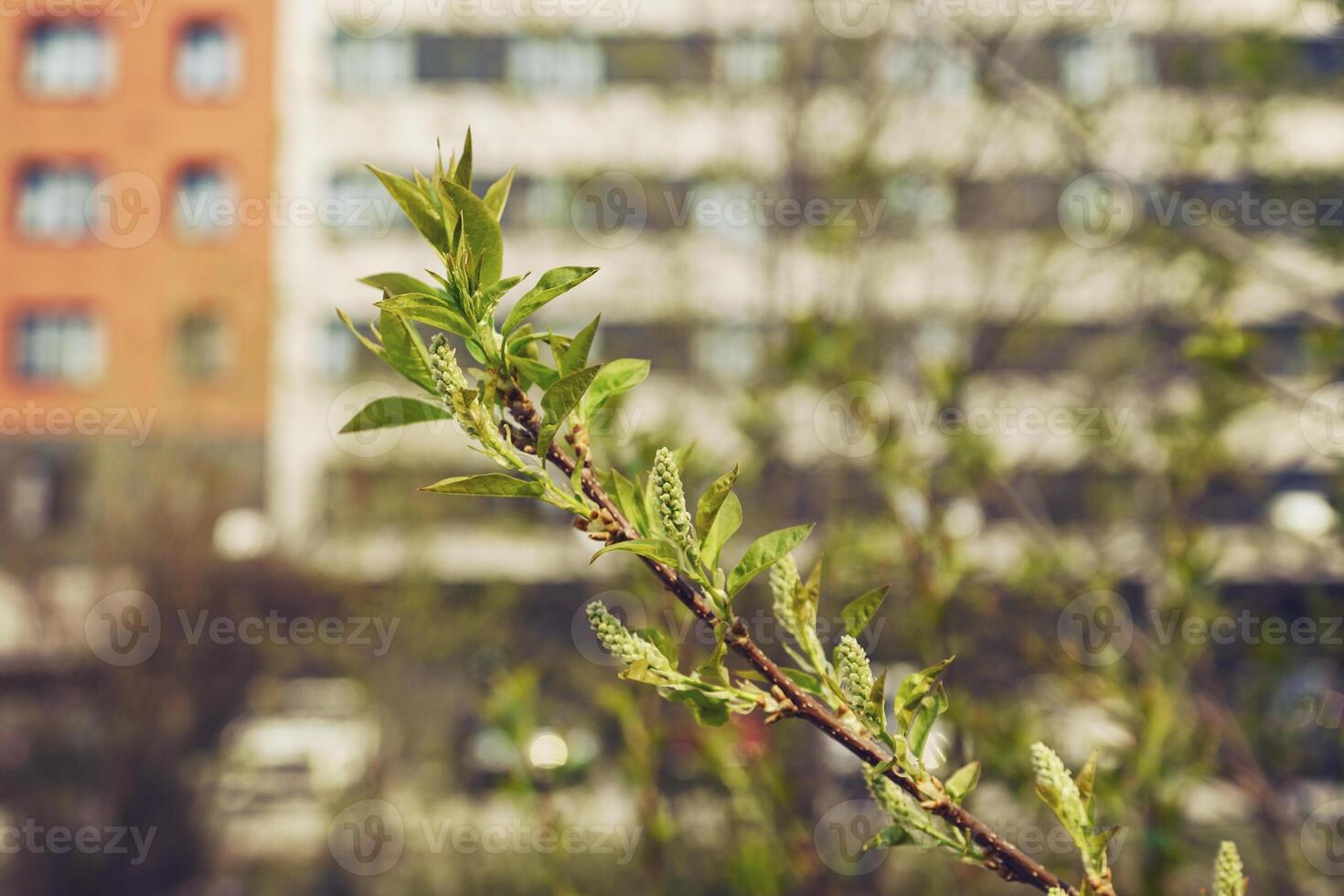 florescendo bordo em uma ensolarado Primavera dia contra a fundo do cidade edifícios foto