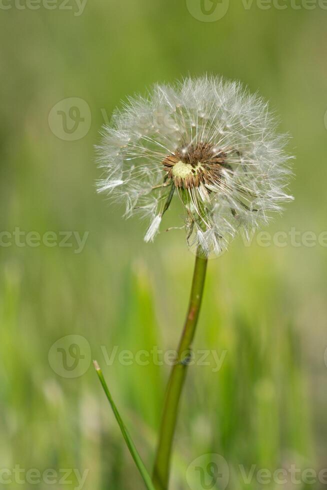 comum dente de leão, taraxacum foto