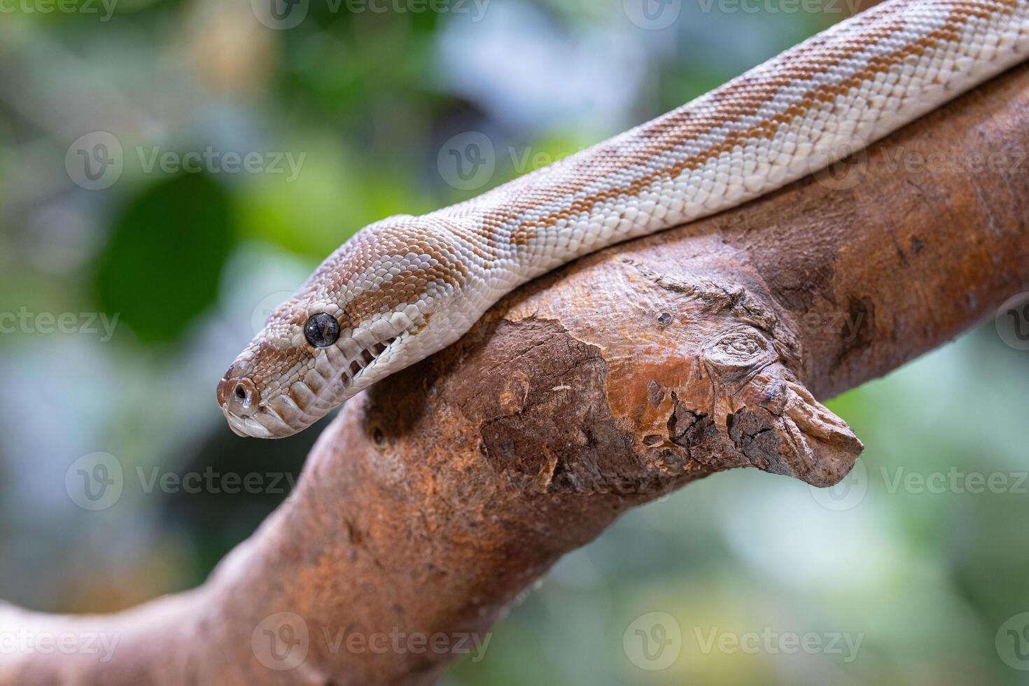 central australiano tapete Pitão, Morelia Bredli foto