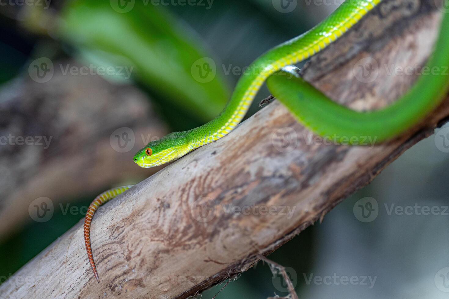 verde Cova víbora, trimeresuro albolabris foto