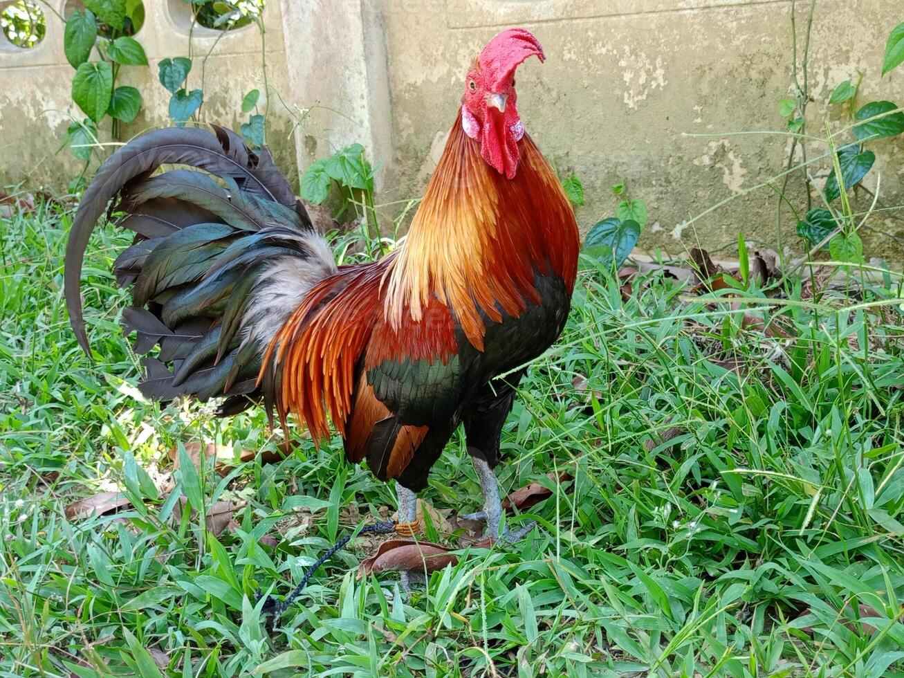 lindo colorida selvagem galinhas dentro Tailândia foto