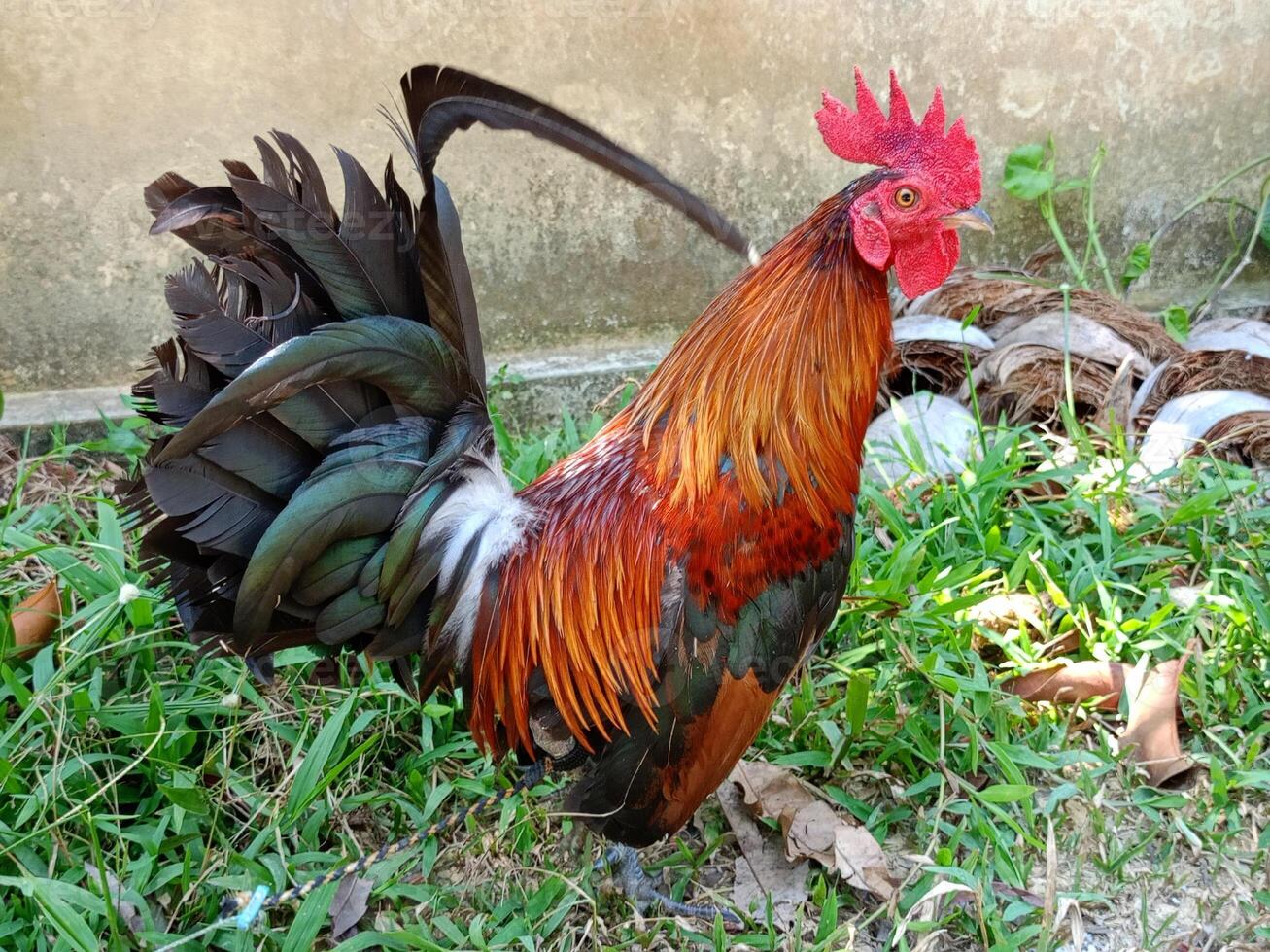 lindo colorida selvagem galinhas dentro Tailândia foto