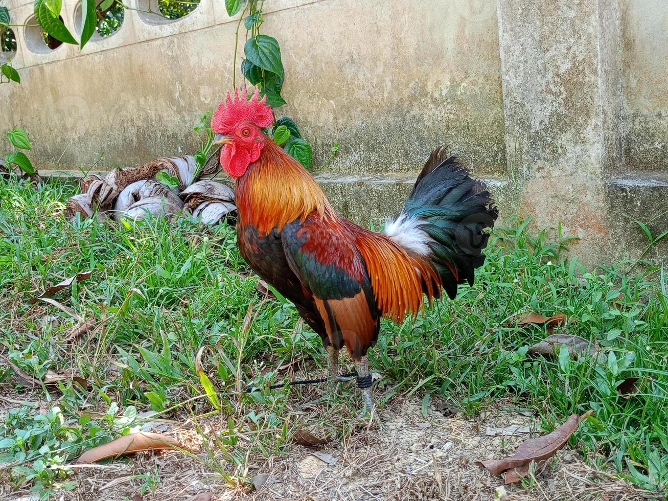 lindo colorida selvagem galinhas dentro Tailândia foto