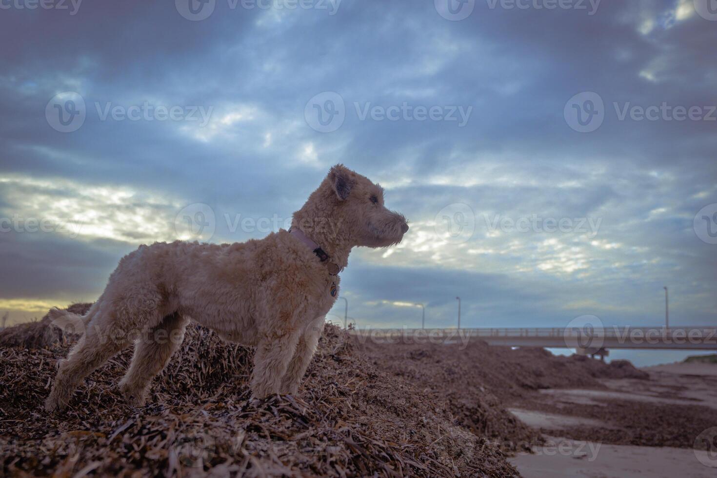 pensativo cão às crepúsculo foto