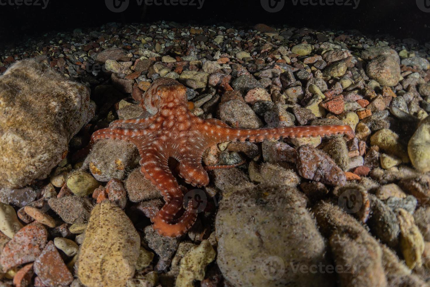 polvo rei da camuflagem no mar vermelho, eilat israel foto