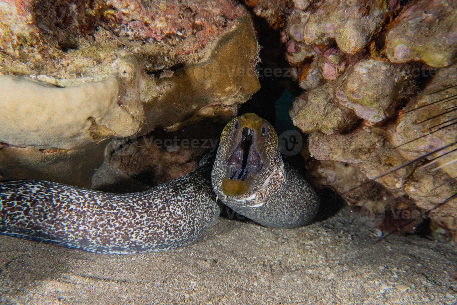 moreia mooray lycodontis undulatus no mar vermelho, eilat israel foto