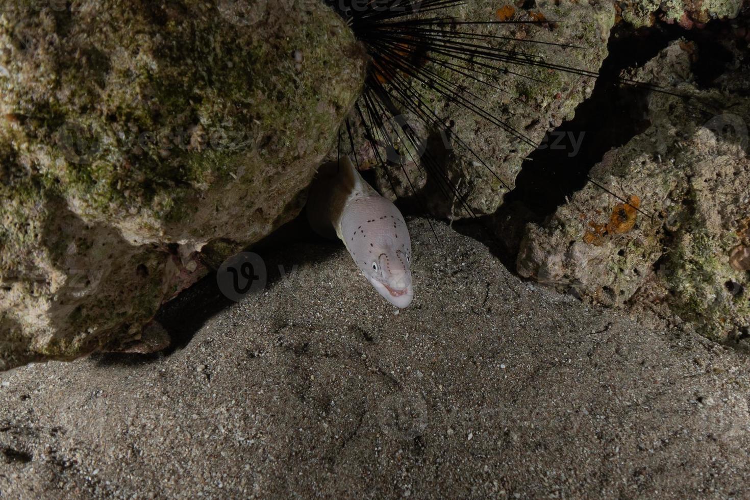 moreia mooray lycodontis undulatus no mar vermelho, eilat israel foto