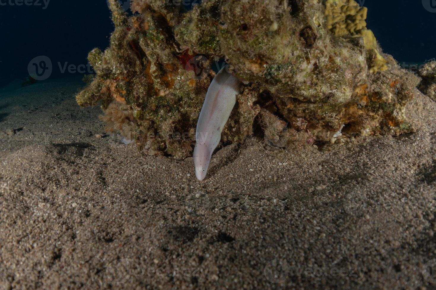 moreia mooray lycodontis undulatus no mar vermelho, eilat israel foto