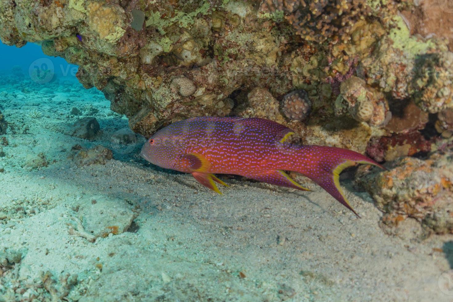 peixes nadam no mar vermelho, peixes coloridos, eilat israel foto