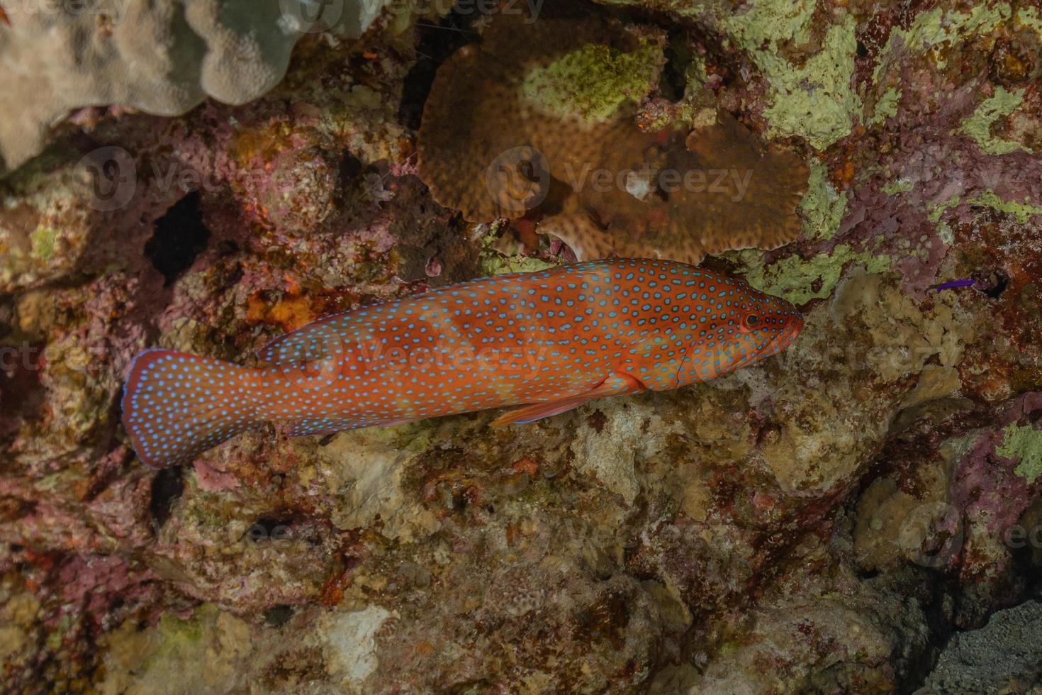 peixes nadam no mar vermelho, peixes coloridos, eilat israel foto