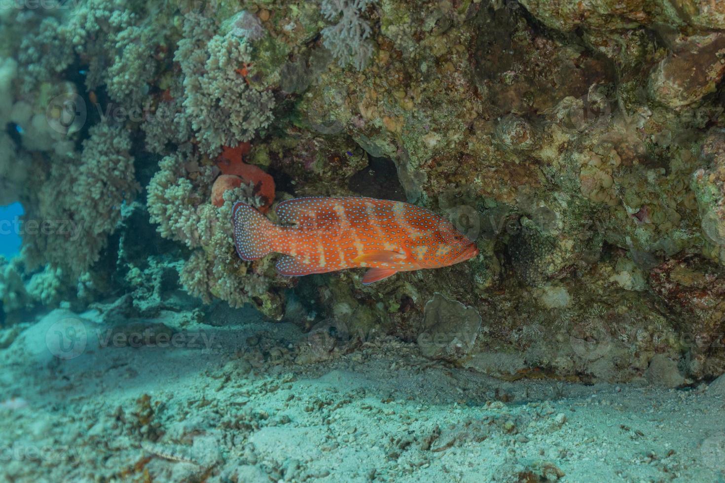 peixes nadam no mar vermelho, peixes coloridos, eilat israel foto