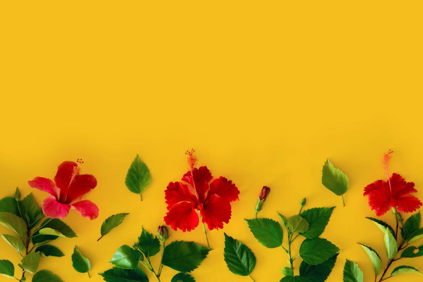 conjunto de plantas tropicais e brilhante flor grande de botões de hibisco vermelho de hibisco vermelho isolado e folhas em background amarelo. hibisco de flor vermelha de cartão postal de conceito. verão foto