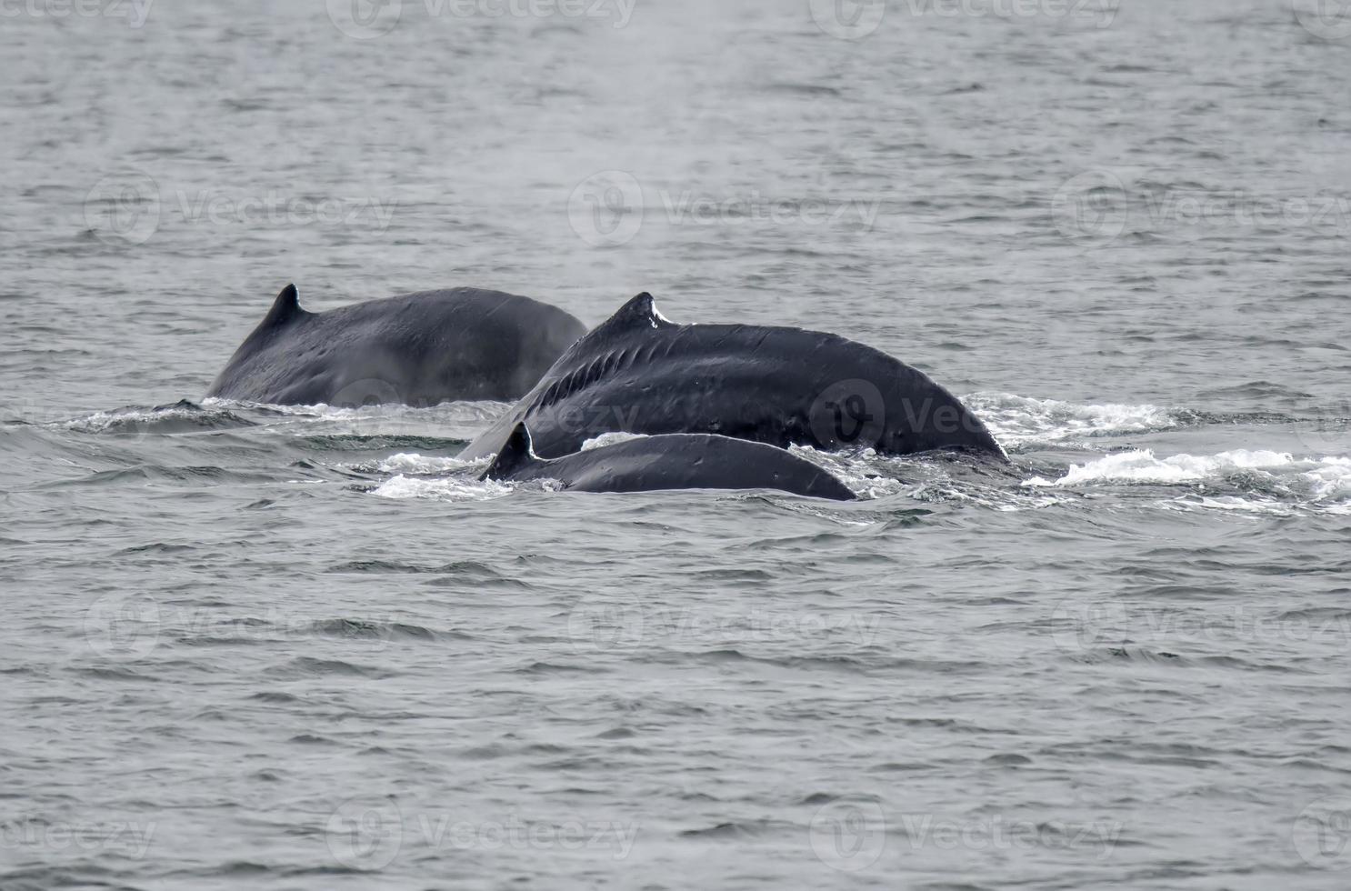 baleia jubarte perto de Juneau, Alaska foto