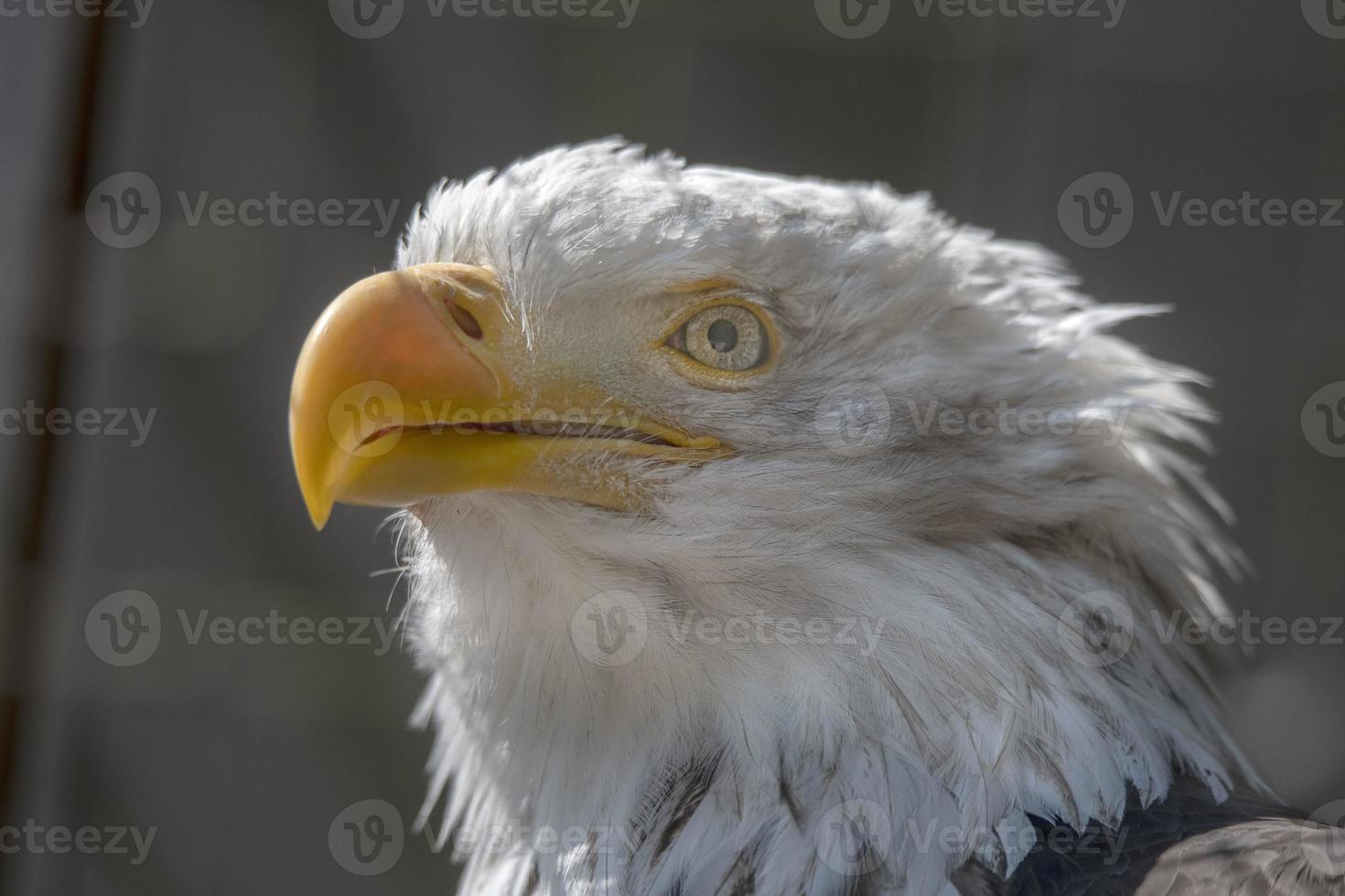 águia careca imatura, centro raptor do Alasca foto