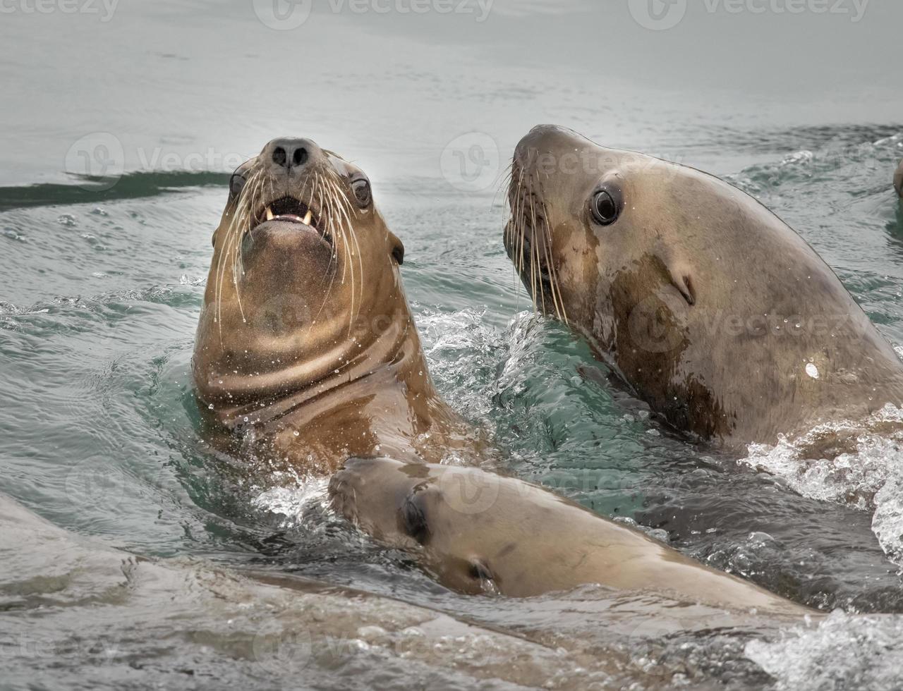 Leões-marinhos Steller, Ilhas Inian, Alasca foto