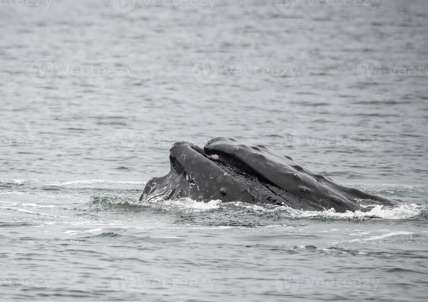 baleia jubarte, Alaska foto